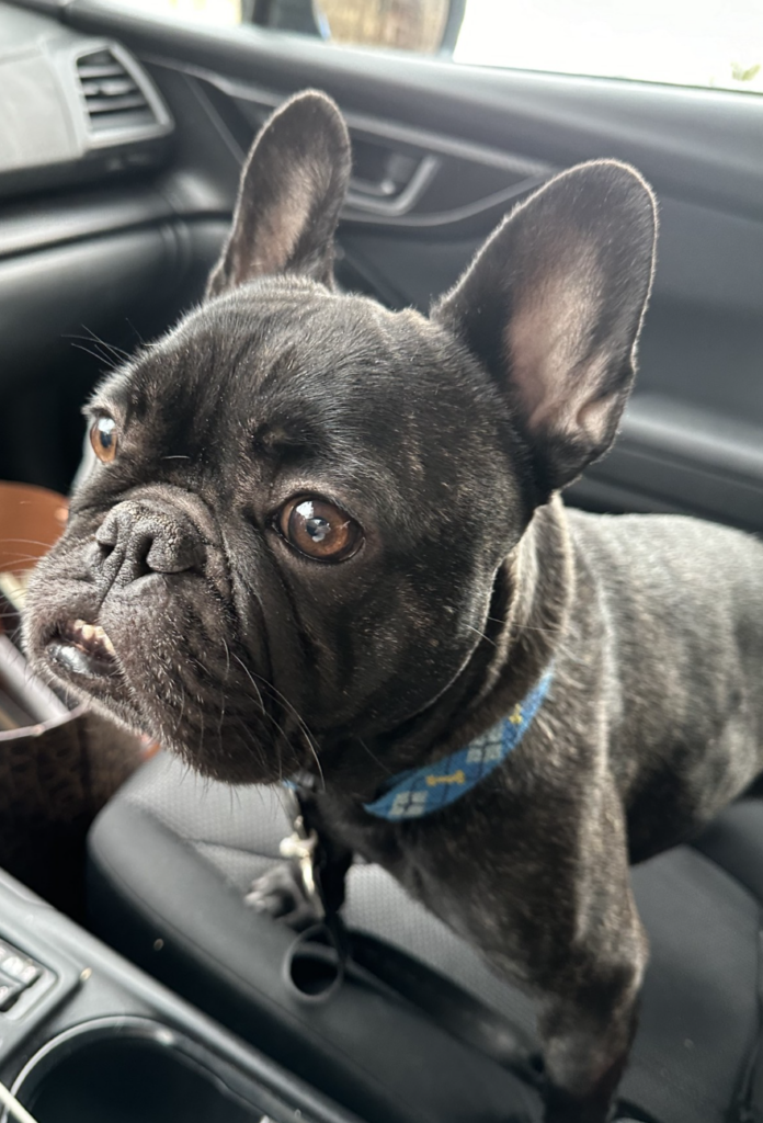 Photo of Oscar the black french bulldog standing in the car